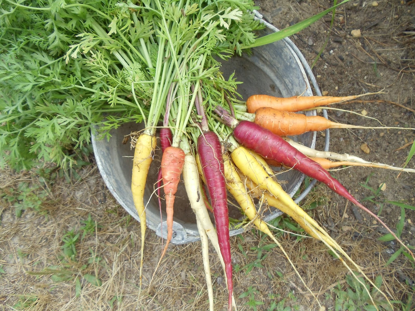 Debbie's Potager Colorful Carrots
