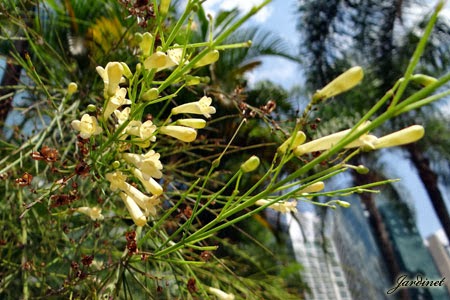 Russelia equisetiformis var. alba Russélia amarela, palha, creme, branca