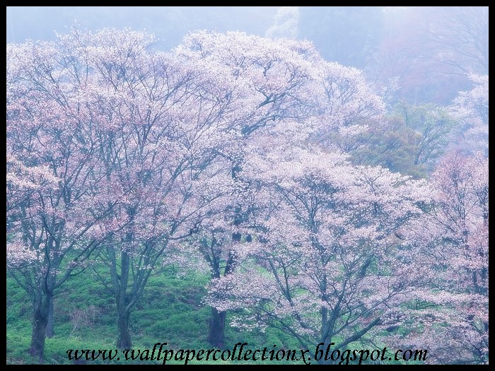 wallpapercollectionx: Cherry Blossom Tree.