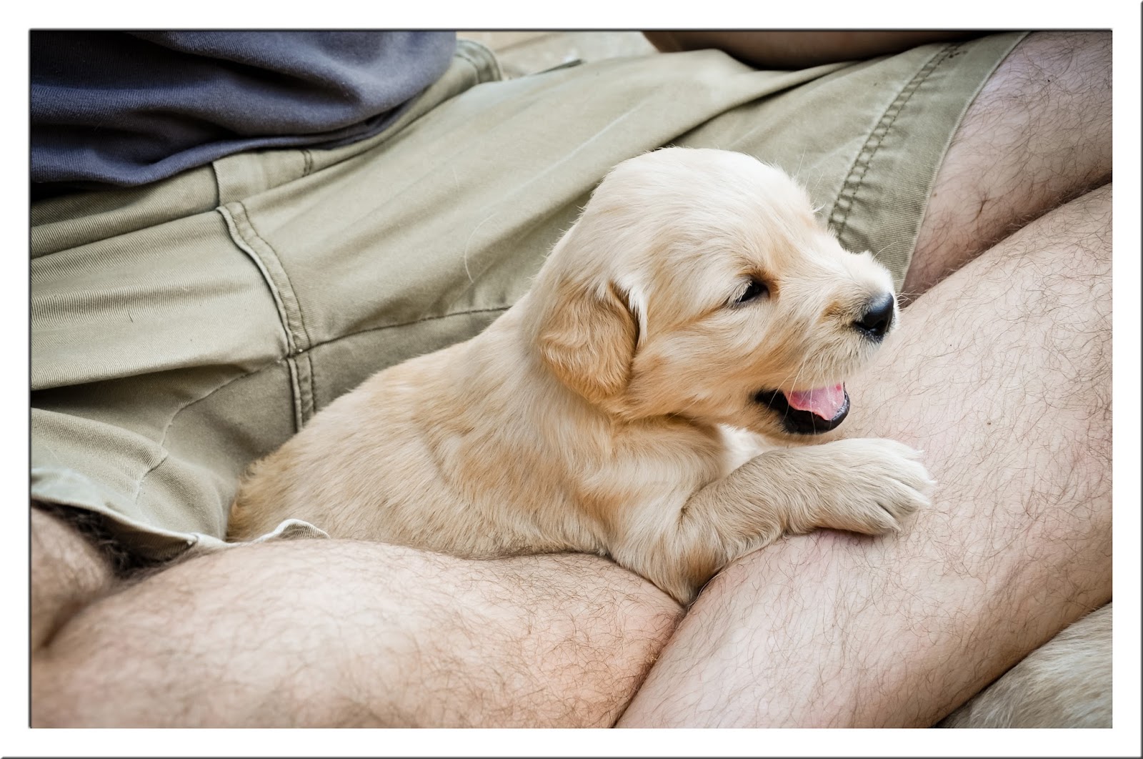 16 week golden retriever golden retriever puppy 1 week merry photo 16 week golden retriever golden retriever puppy 1 week merry photo