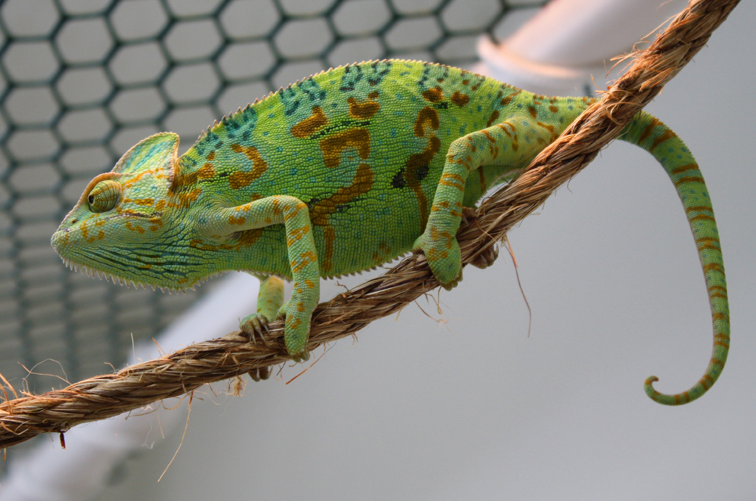 What Chameleons Cost to Purchase | Much Ado About Chameleons