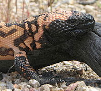 gila monster