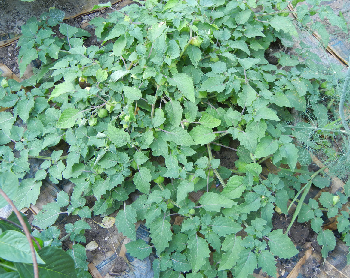 Ronna�s Blog Garden Report