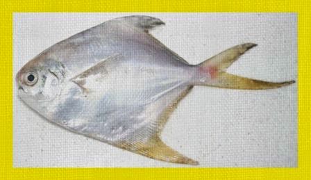 Tips Dan Trik Mancing Ikan Bawal Tips Dan Trik Mancing Ikan Bawal