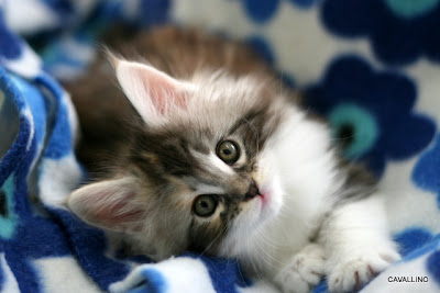 Cavallino 猫 ねこ ネコ じいちゃんと子猫 愛情物語