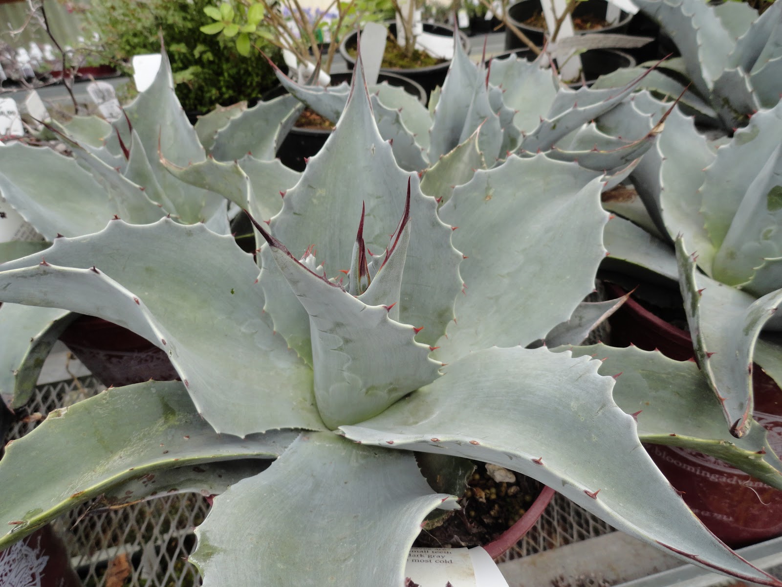 danger garden doin’ doubletakes…