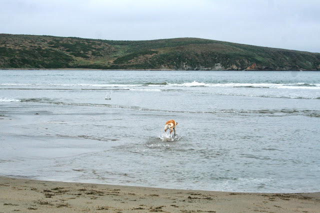 cabana's behind with her tail in a curl as she runs through the water away from the camera