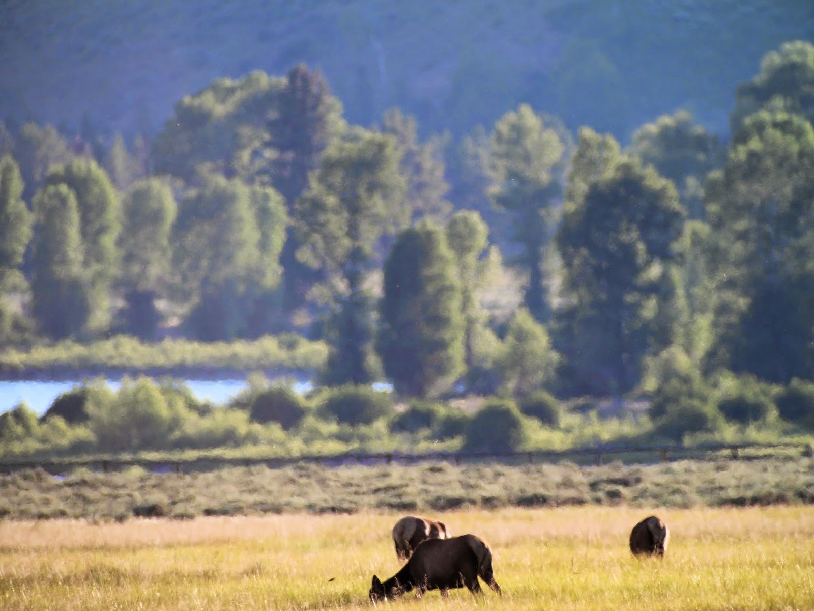 elk+and+the+Tetons+with+Jay+Scott+Outdoors+3.jpg