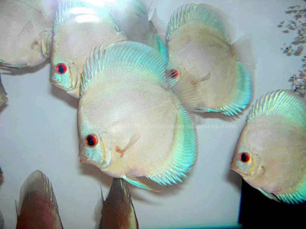 discus, flowerhorn, discus fish food, discus fish breeder, best discus