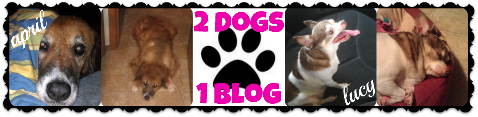 2 Dogs, 1 Blog