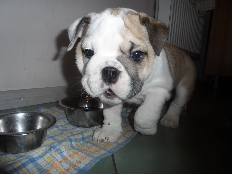 Кормление английского бульдога