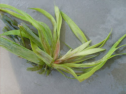 Stratiotes aloides – Osoka aloesowata