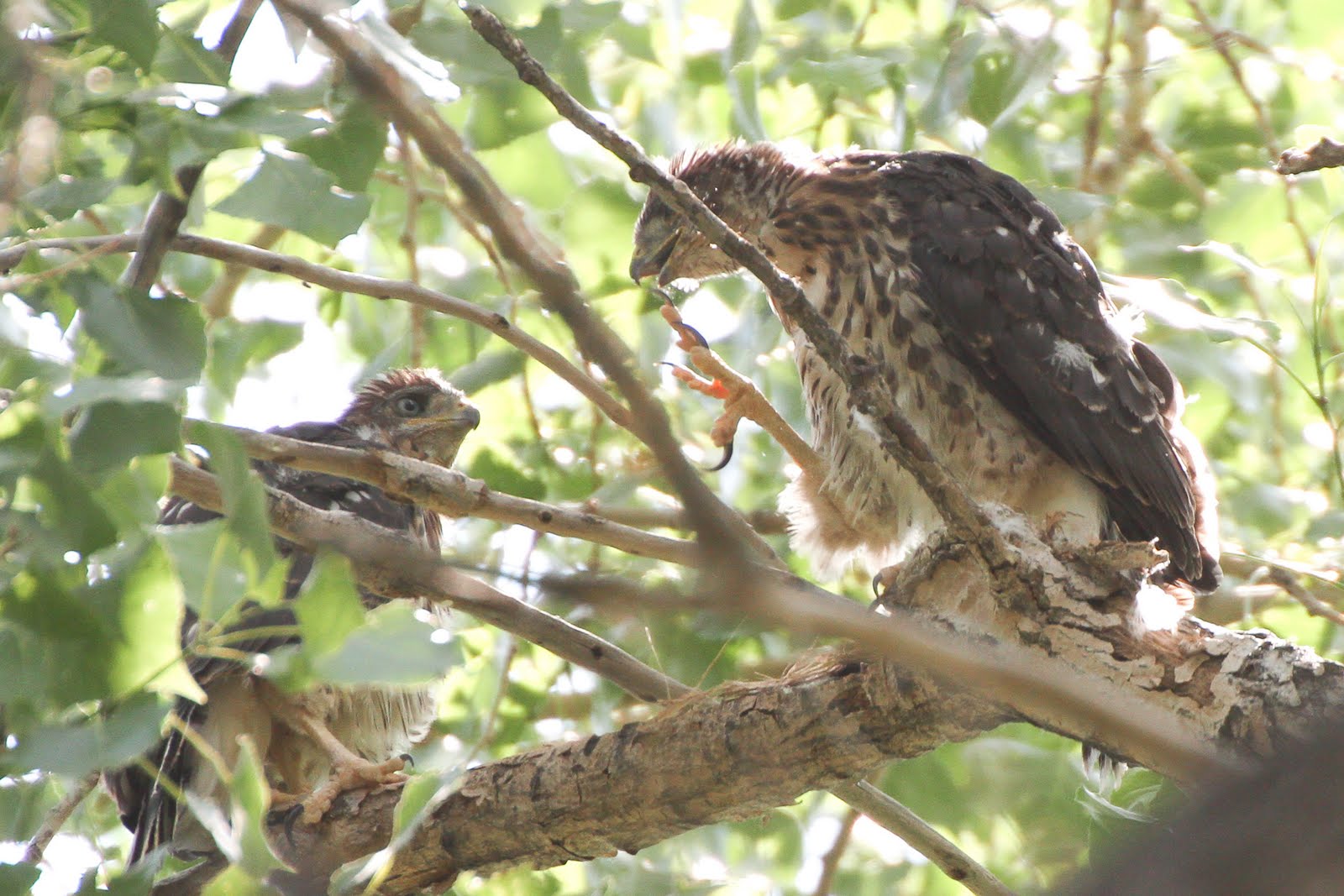 Calico's Nest Cooper's Hawk Nest was Successful!