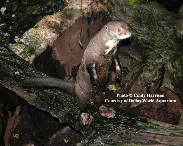 Otter News Dallas World Aquarium Giant otters