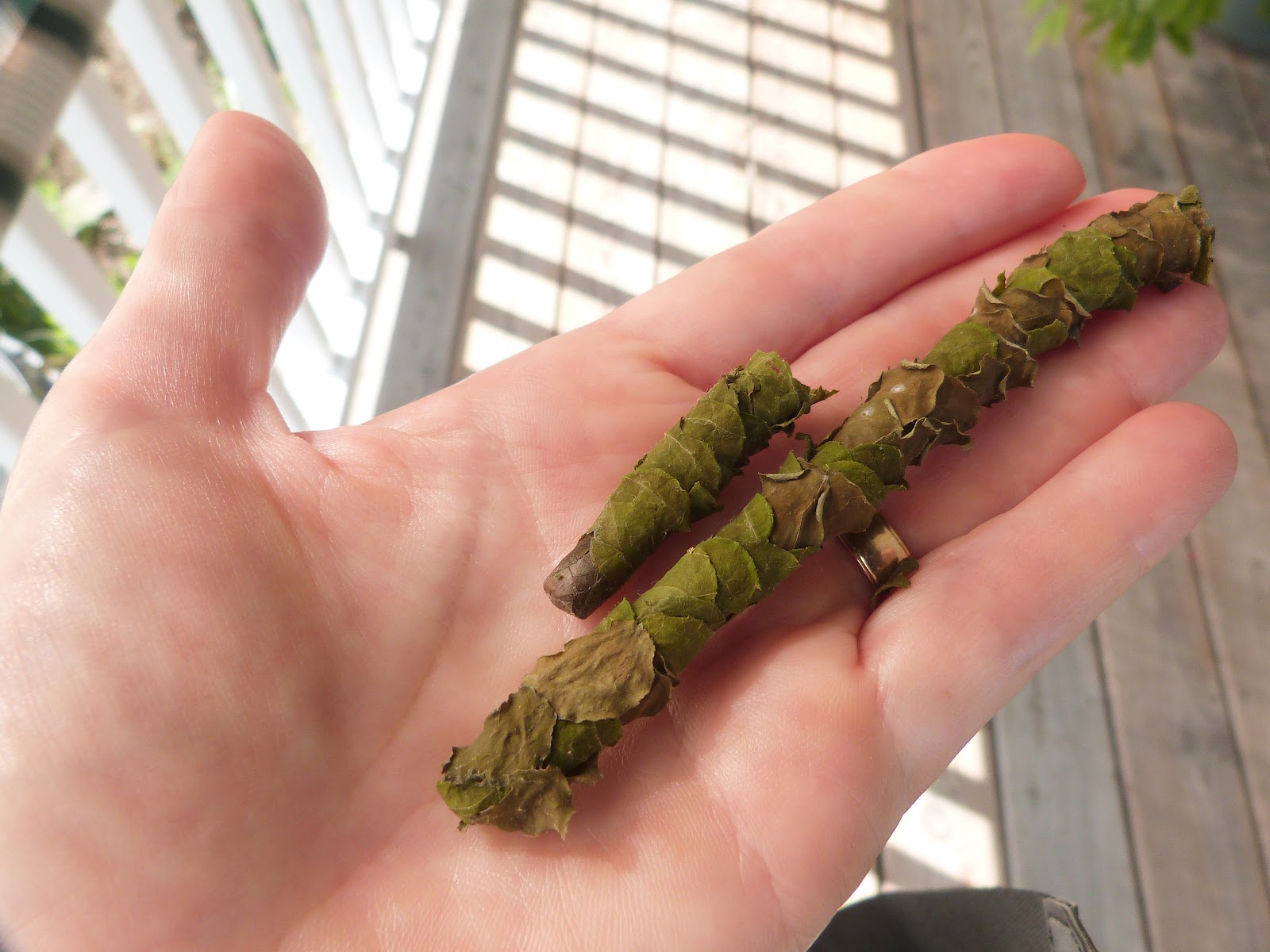 SwampThings Leafcutter Bee Nest?