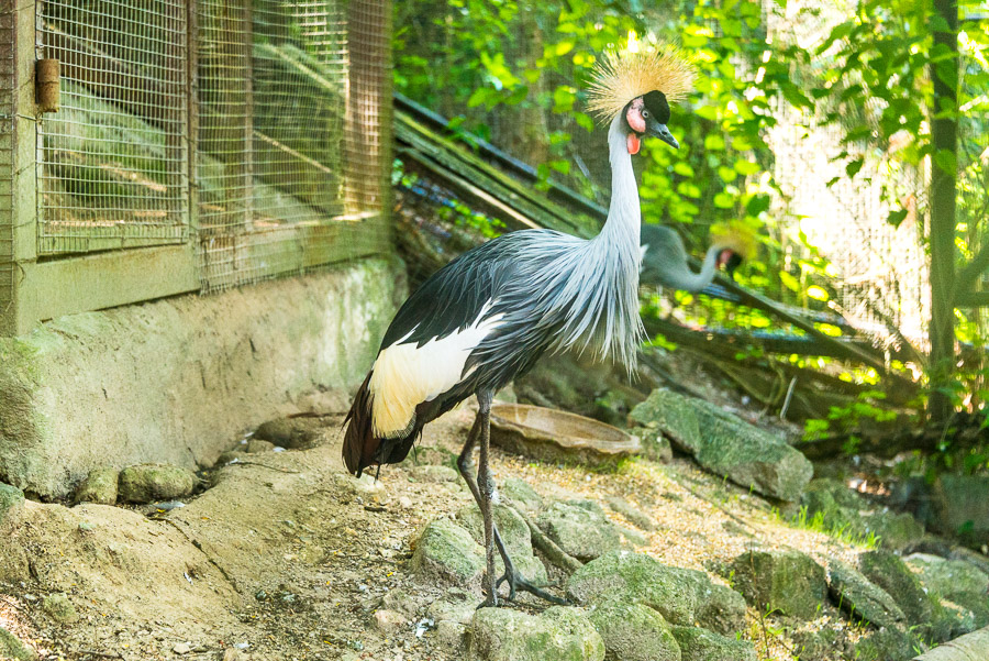 Chiang Mai Zoo. Part one.