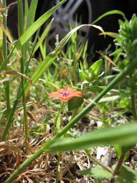 Scarlet Pimpernel flower open beside grass with wheel of car in background.