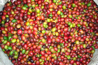 Biji Kopi Masak