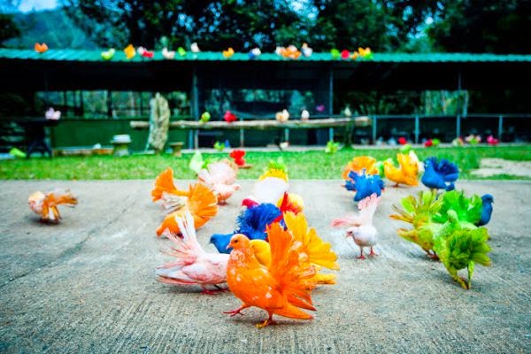 Paradise Park Farm Tour Koh Samui Thailand