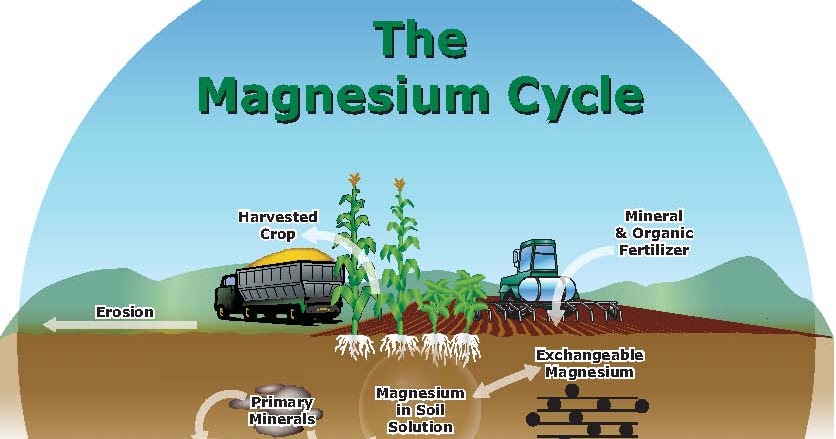 Managing Plant Nutrients: Soil and Fertilizer Magnesium
