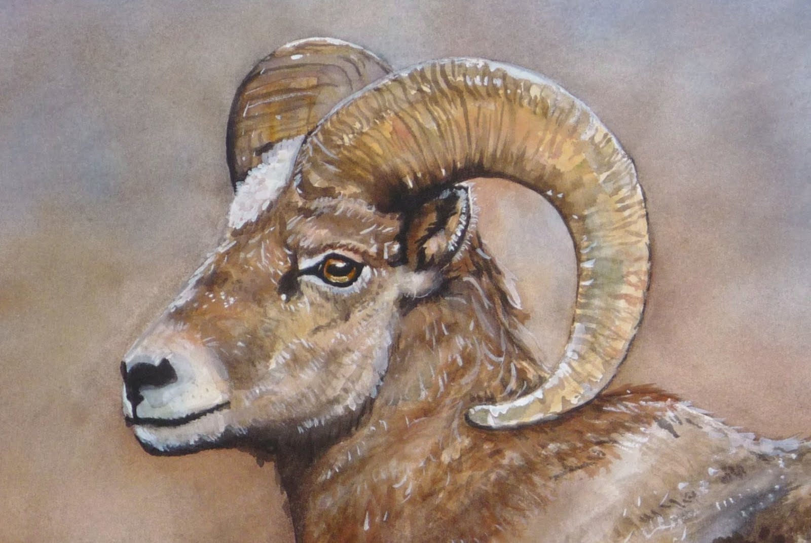 Watercolors by Jen Taylor Bighorn Sheep