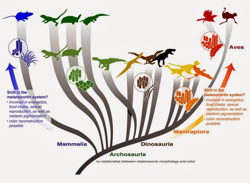 Species New to Science [Paleontology • 2014] Melanosome Evolution