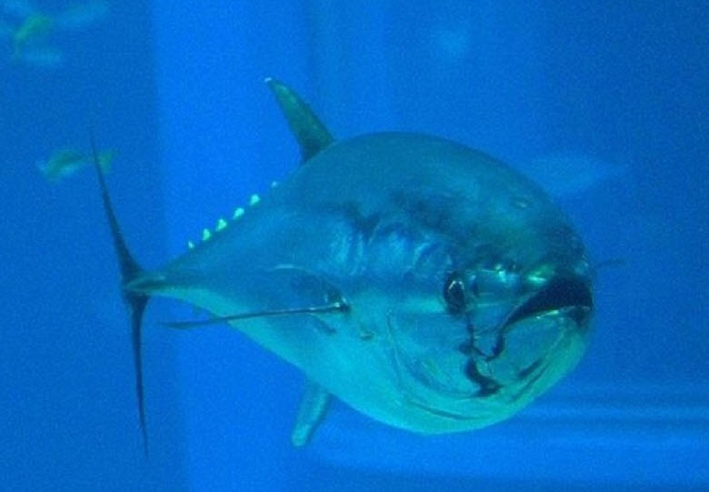 bluefin tuna Find bluefin tuna stock images in hd and millions of other royalty-free stock photos, illustrations, and vectors in the shutterstock collection thousands of new, high-quality pictures added every day. bluefin tuna Find bluefin tuna stock images in hd and millions of other royalty-free stock photos, illustrations, and vectors in the shutterstock collection thousands of new, high-quality pictures added every day.