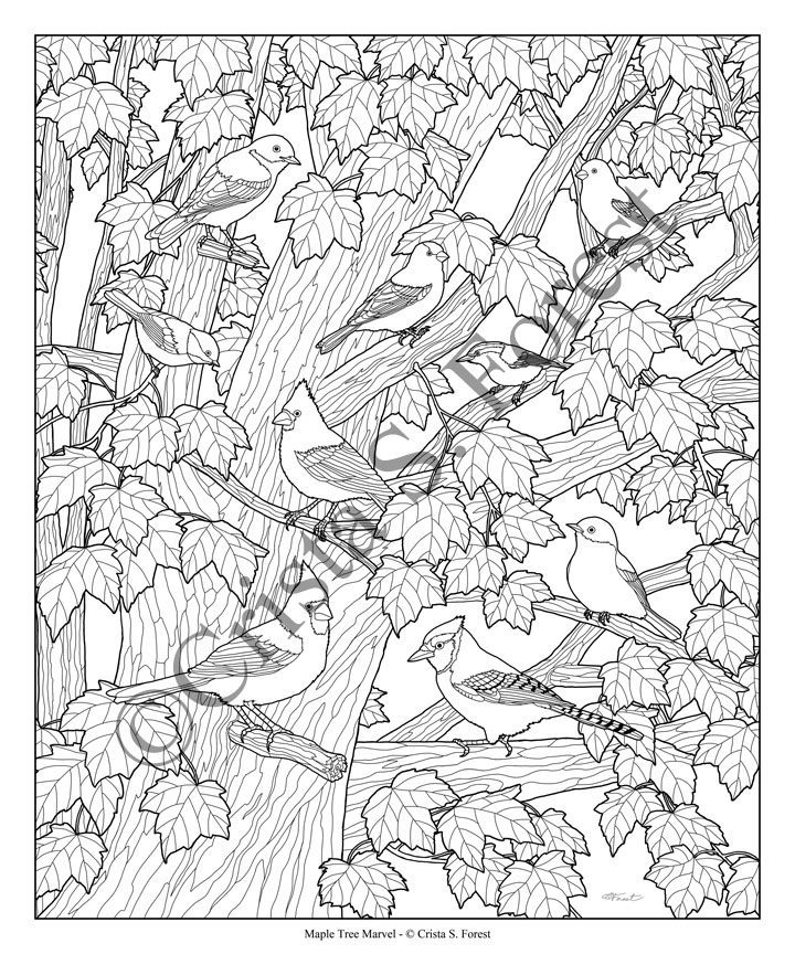 Crista Forests Animals Art Birds In Maple Tree Coloring Page