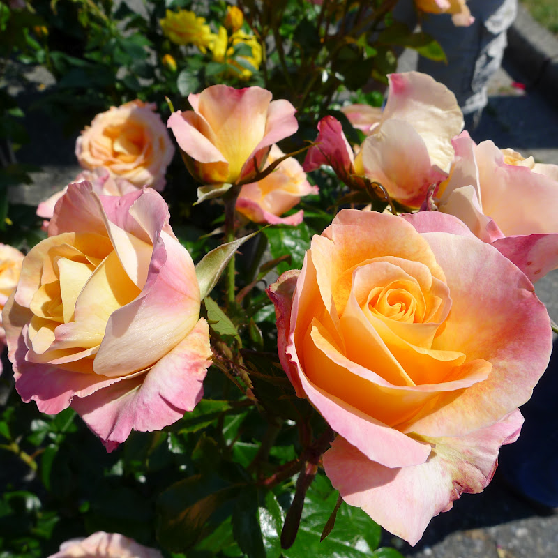 Good Life Northwest The Seven Essentials For Growing Healthy Roses