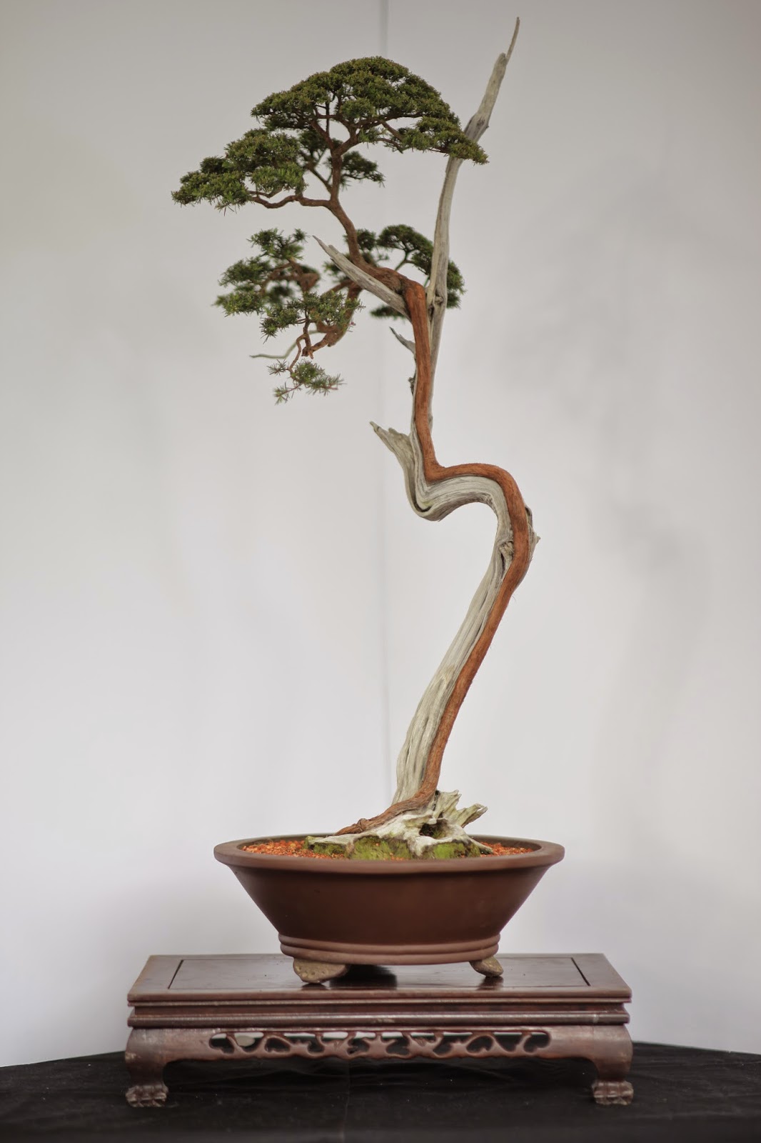 Mat Yie Garden BONSAI IN MALAYSIA CUCUR ATAP (BEACKEA FRUTECENSES)