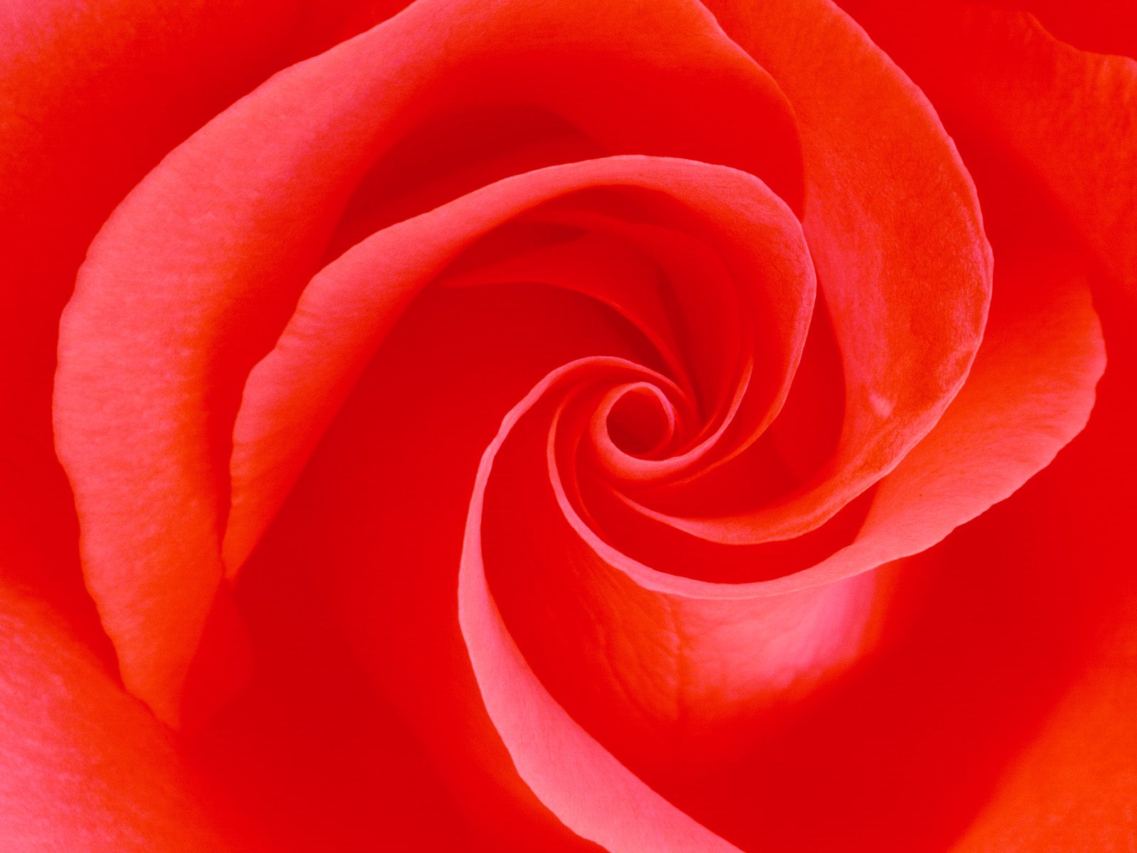 Free Wallpapers: red rose wallpapers