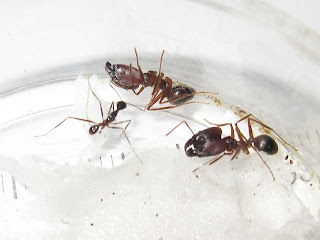 Minor worker and major workers of Pheidole longipes