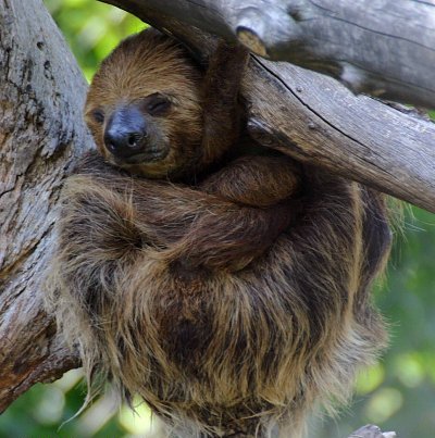 Sloth - Rare and Different South American Mammal Seen On www.coolpicturegallery.us