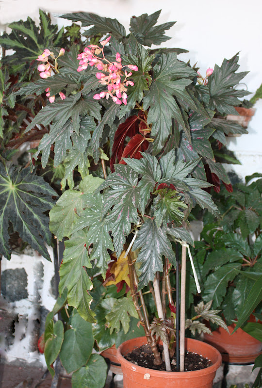 Un jardín en Málaga: Begonia Sophie Cecile