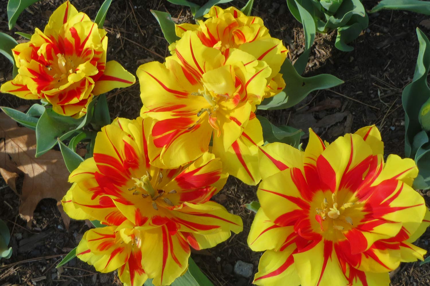 An Arkies Musings Tulip Mania