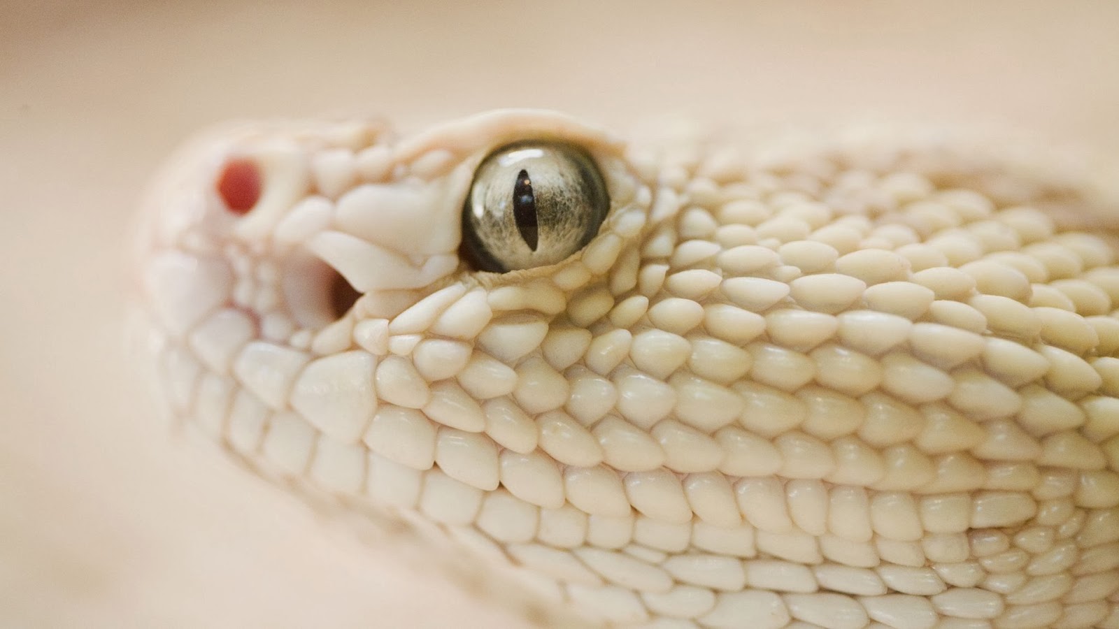 White Snake HD Wallpapers HD Wallpapers Blog