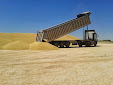 Harvesting barley 2013 with Claas Lexion