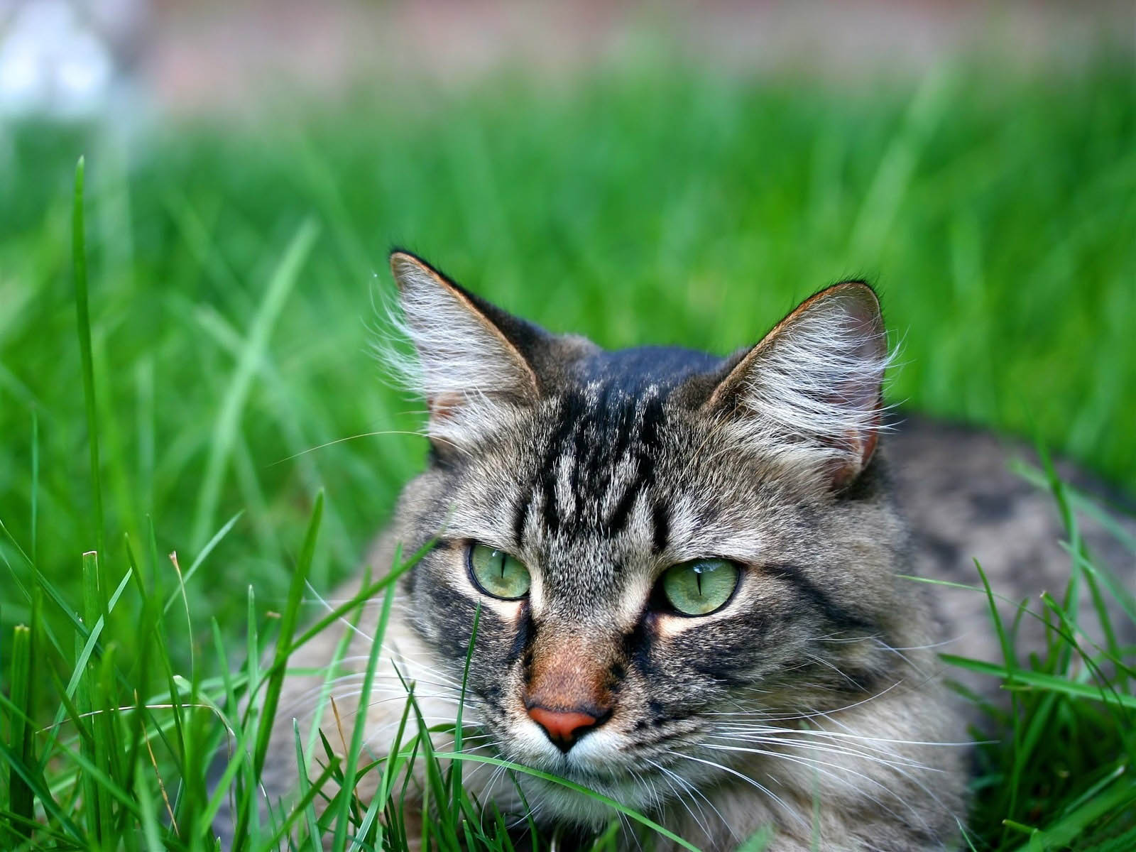 wallpapers hunting cat wallpapers christmas scenery photography