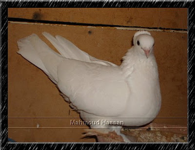 pigeon oriental roller kuwait waleed