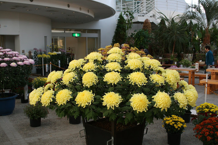 Chrysanthemum Exhibition, at Toyama Fairy Tale Forest Toyama prefecture Japan