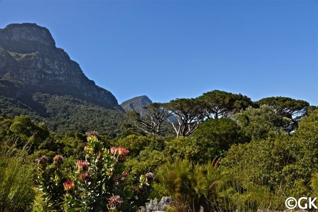 Kirstenbosch: Einer der schönsten Botanischen Gärten der Welt!