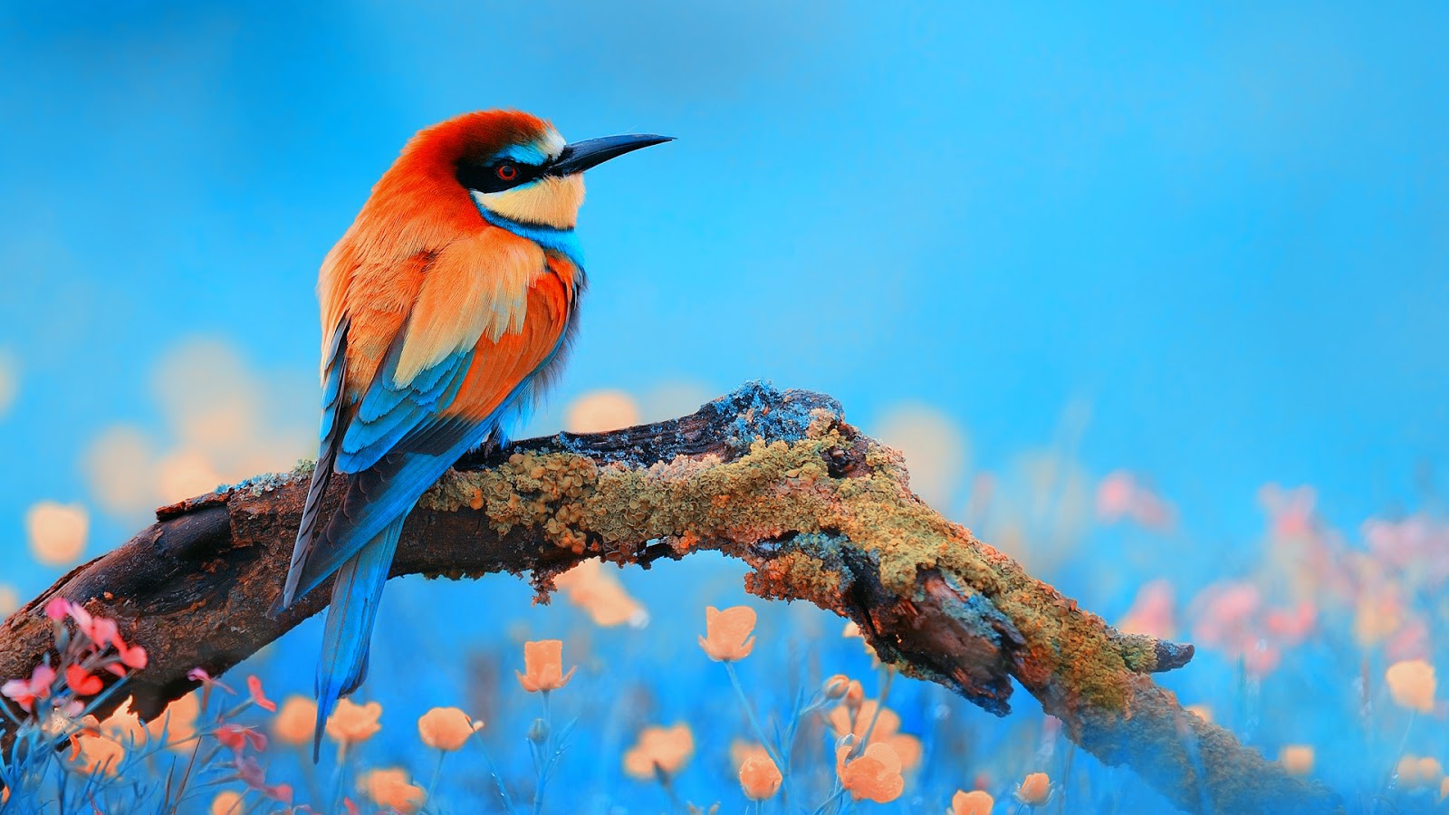 Imagenes De Paisajes Y Pajaros | banco de im 225 genes para ver disfrutar y compartir Imagenes De Paisajes Y Pajaros | banco de im 225 genes para ver disfrutar y compartir