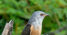 Mengatasi Suara Wiwik Uncuing Kedasih Libusik Pada Burung Kicau