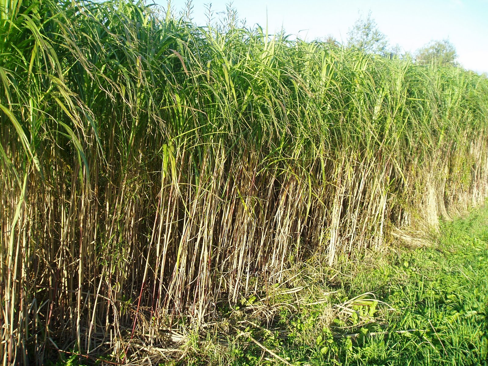 Lovegrass Farm Miscanthus Giganteus Ornamental Grass at Lovegrass Farm on P.E.I.