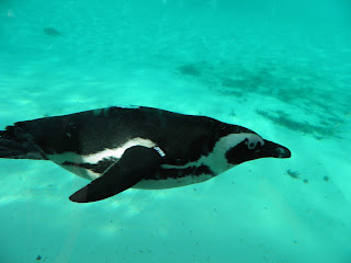 Penguin Beach - ZSL London Zoo