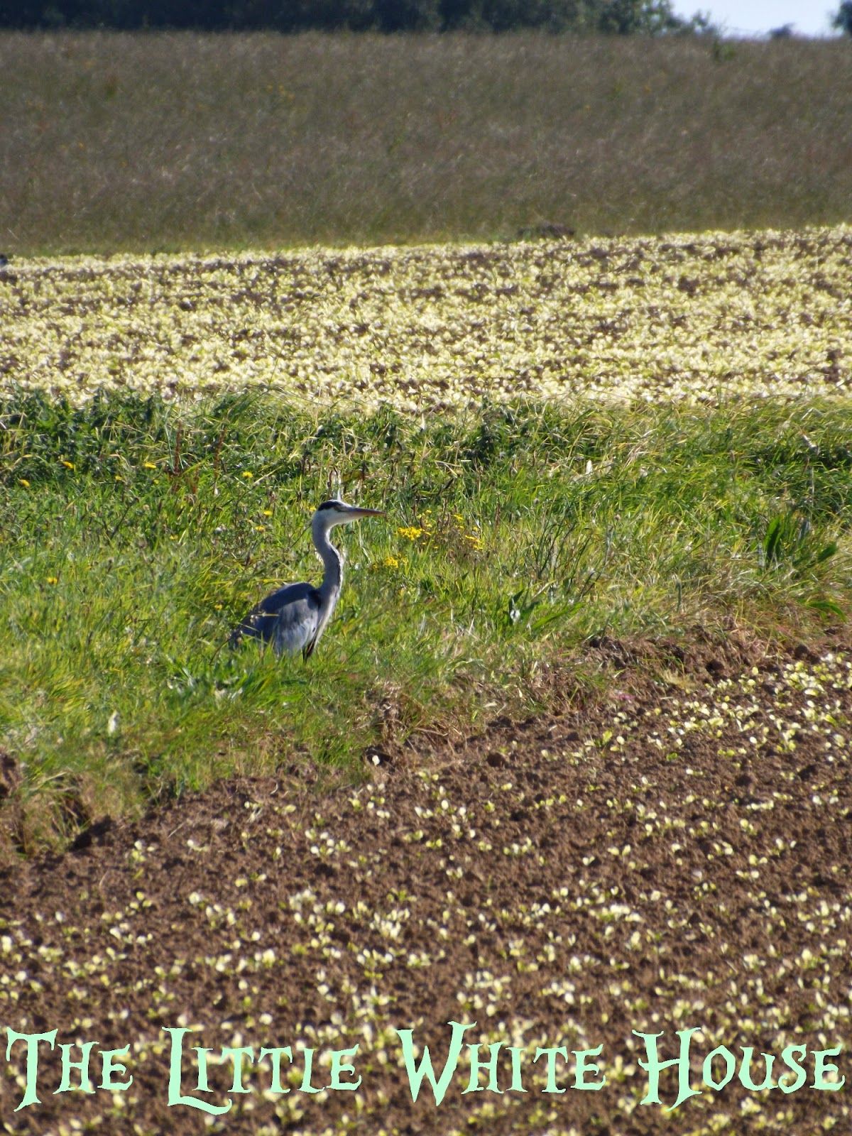 La dorsalgie au milieu