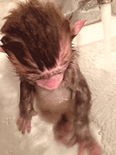 animal-gif-cute-baby-monkey-taking-bath.