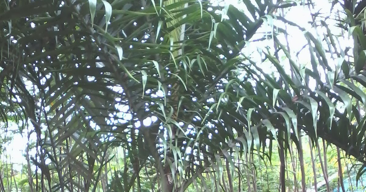 Palem Segitiga Biru ~ Arya Flower