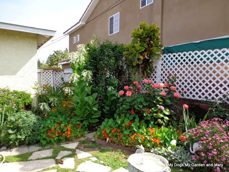 mydogsmygardenandmary: APRIL FLOWERS & GARDEN TOURS