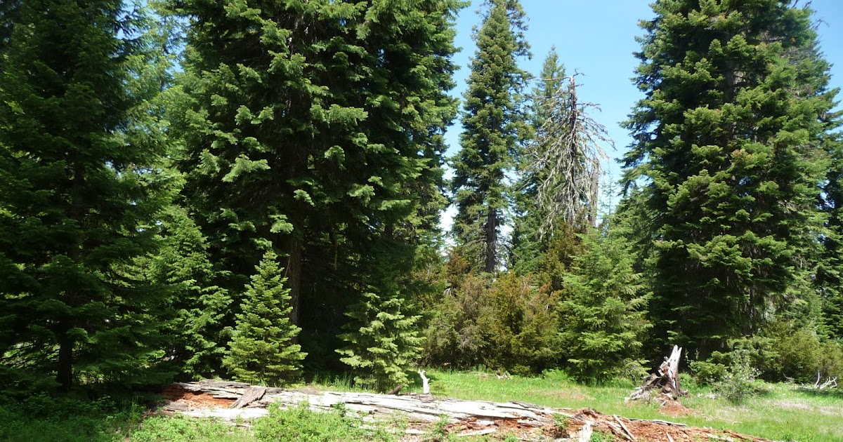 My Arts, Crafts, and Projects The forests of Southern Oregon